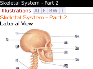 Rapid Review Anatomy Reference Guide