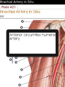 Netter's Atlas of Human Anatomy - Upper Limb