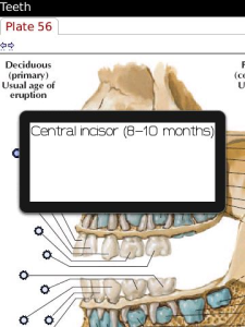 Netter's Atlas of Human Anatomy - Head and Neck