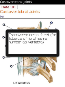 Netter's Atlas of Human Anatomy - Thorax