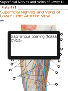 Netter's Atlas of Human Anatomy - Lower Limb