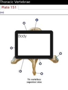 Netter's Atlas of Human Anatomy - Back and Spinal Cord