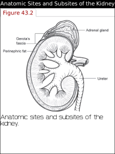 AJCC Cancer Staging Handbook Seventh Edition for blackberry app Screenshot