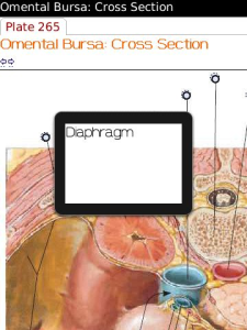 Netter's Atlas of Human Anatomy - Abdomen