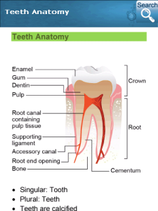 Dental Reference