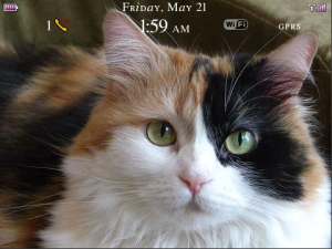 Beautiful Cats Theme