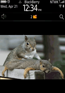 Squirrel Massage - Live Motion Wallpaper