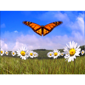 Butterfly Meadow Premium Theme