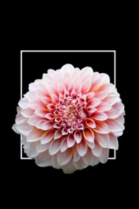 FRAMED FLOWERS for blackberry Screenshot