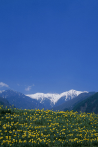 Flower Garden