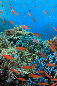 Ishigaki Island Underwater Smile