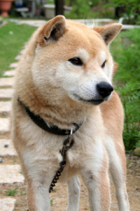 Im a Shiba