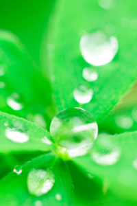 Water Drops on Leaves for blackberry Screenshot