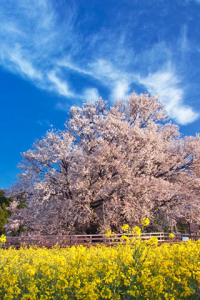 Beautiful Japan: Cherry Blossom Journey by Iwao Kataoka