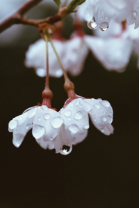 Water Drops Living in Flowers for blackberry Screenshot