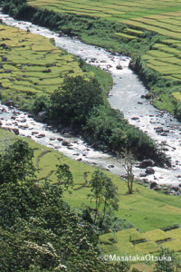 The Rice Terraces for blackberry Screenshot