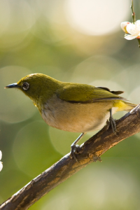 Wild bird in forest - Birds in eight Gaku the foot of a mountain for blackberry Screenshot