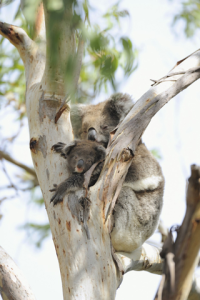 Cute Koalas for blackberry Screenshot