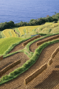 Japans Terraced Fields for blackberry Screenshot