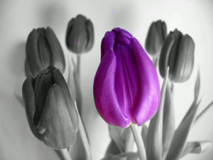 PhotoColor Splash your images in color