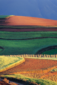 Asias Terraced Fields