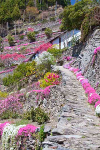 Beautiful Japan: Spring Journey by Iwao Kataoka for blackberry Screenshot