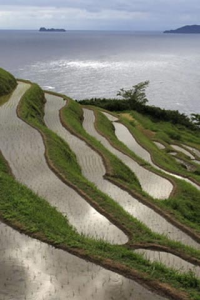 The four seasons of Rice Terraces for blackberry Screenshot