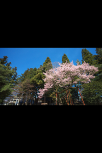 Cherry blossoms in Iida City in south Shinshu